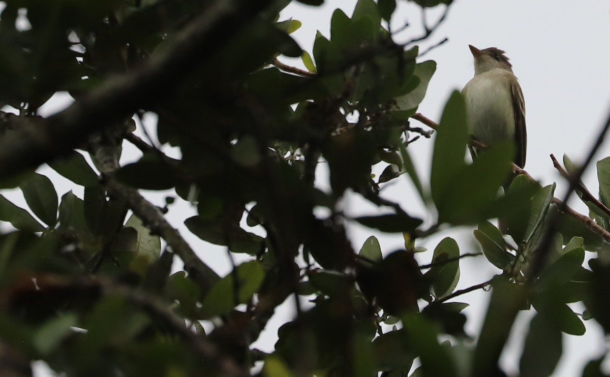 Willow Flycatcher - Rob Bielawski