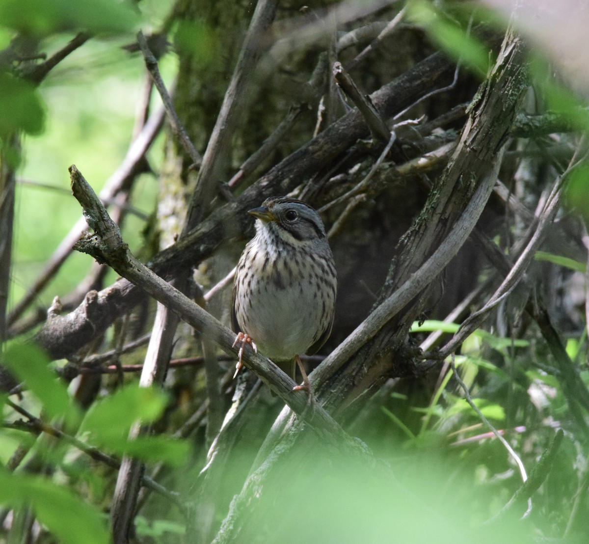 Lincoln's Sparrow - ML619241251