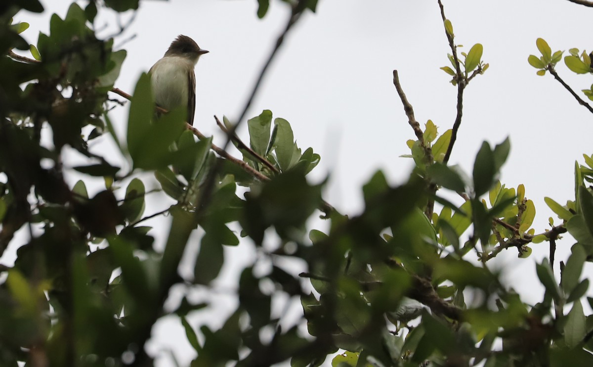 Willow Flycatcher - ML619241252