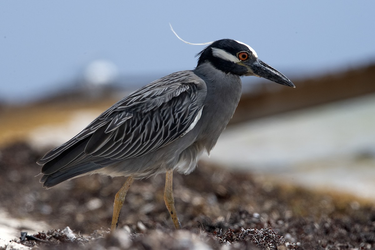 Yellow-crowned Night Heron - Denny Swaby
