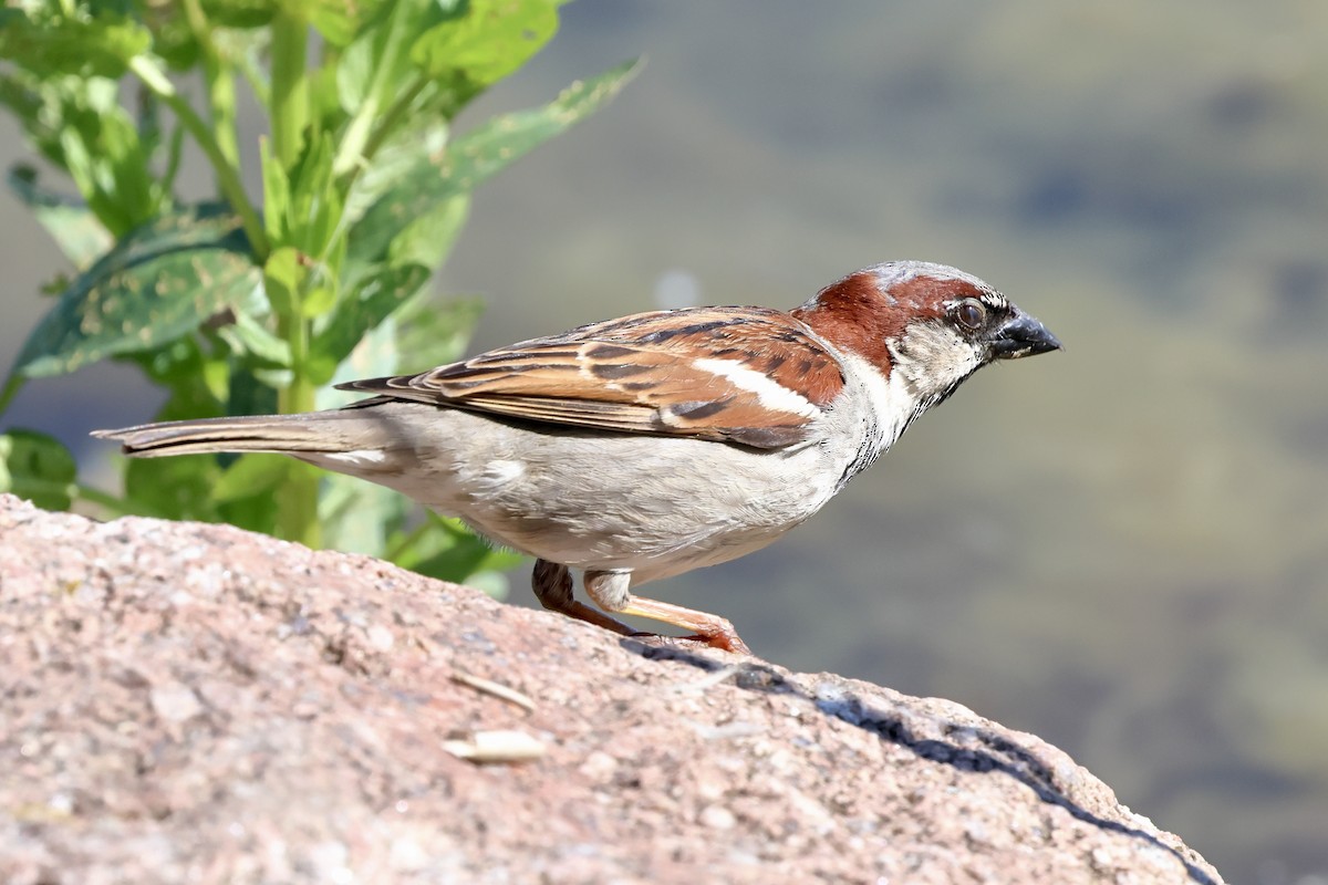 House Sparrow - Keith Pflieger