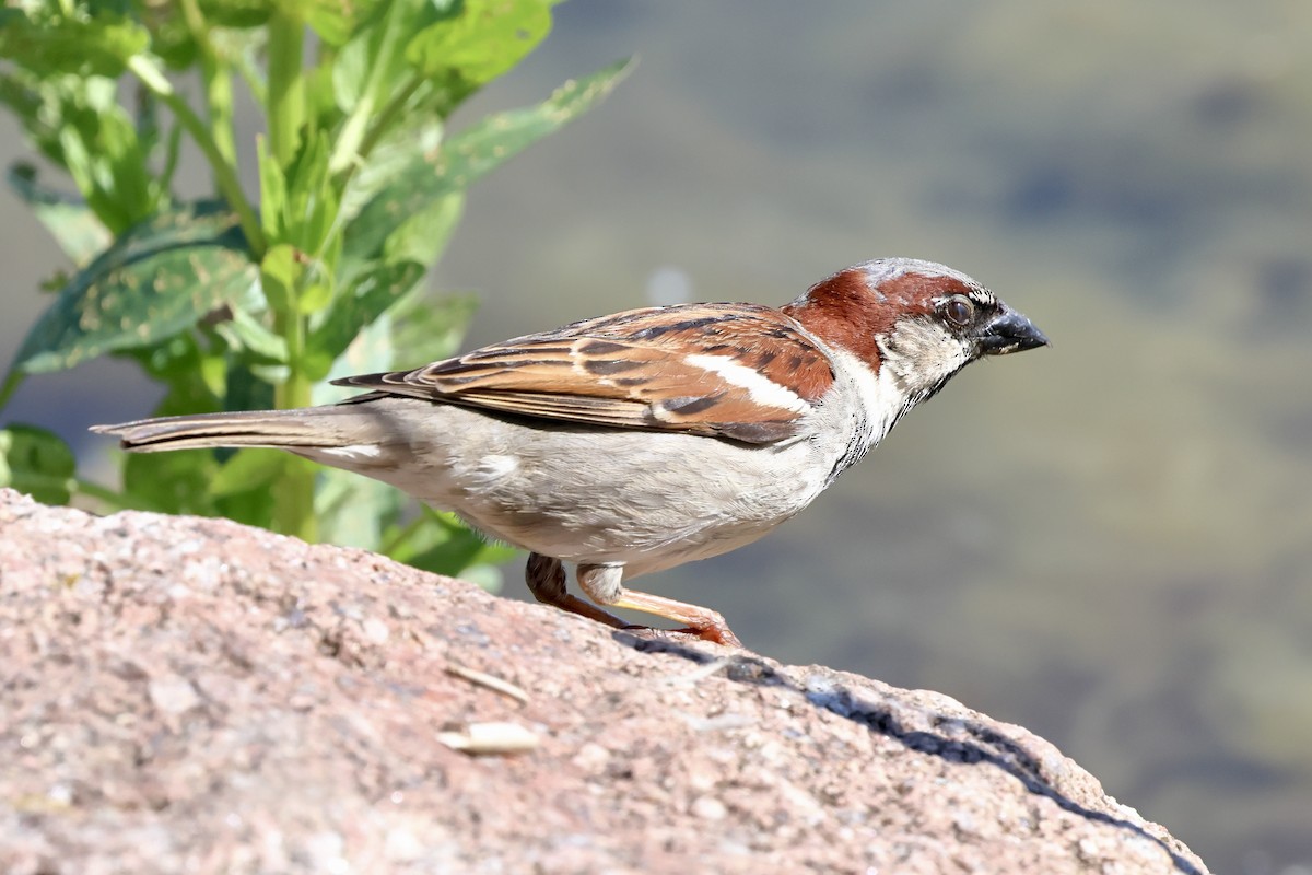 House Sparrow - ML619241260