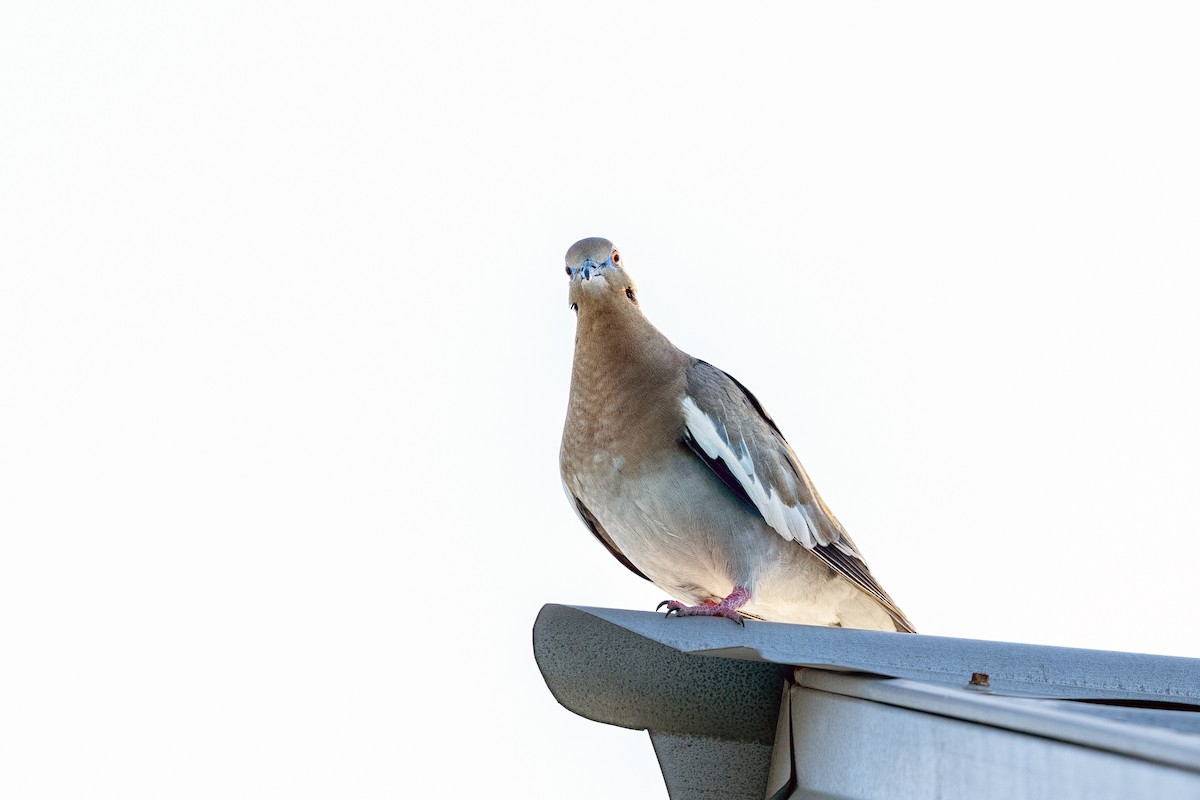 White-winged Dove - Keith Kennedy