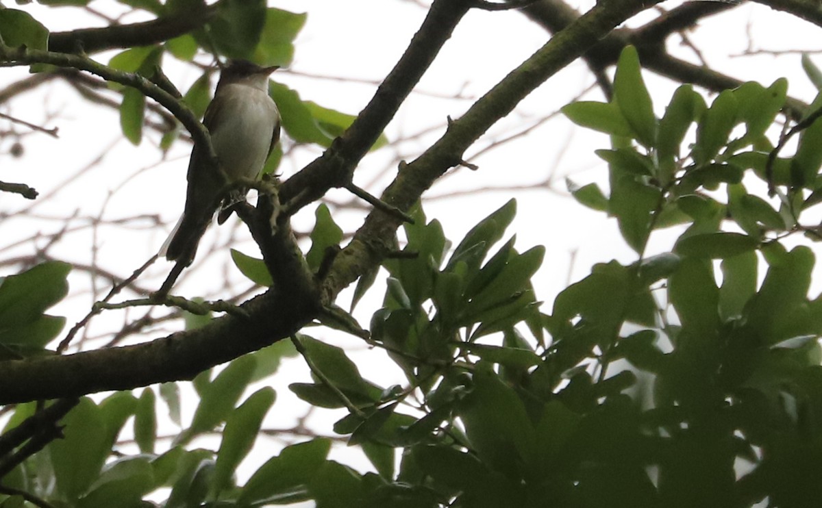 Willow Flycatcher - ML619241270