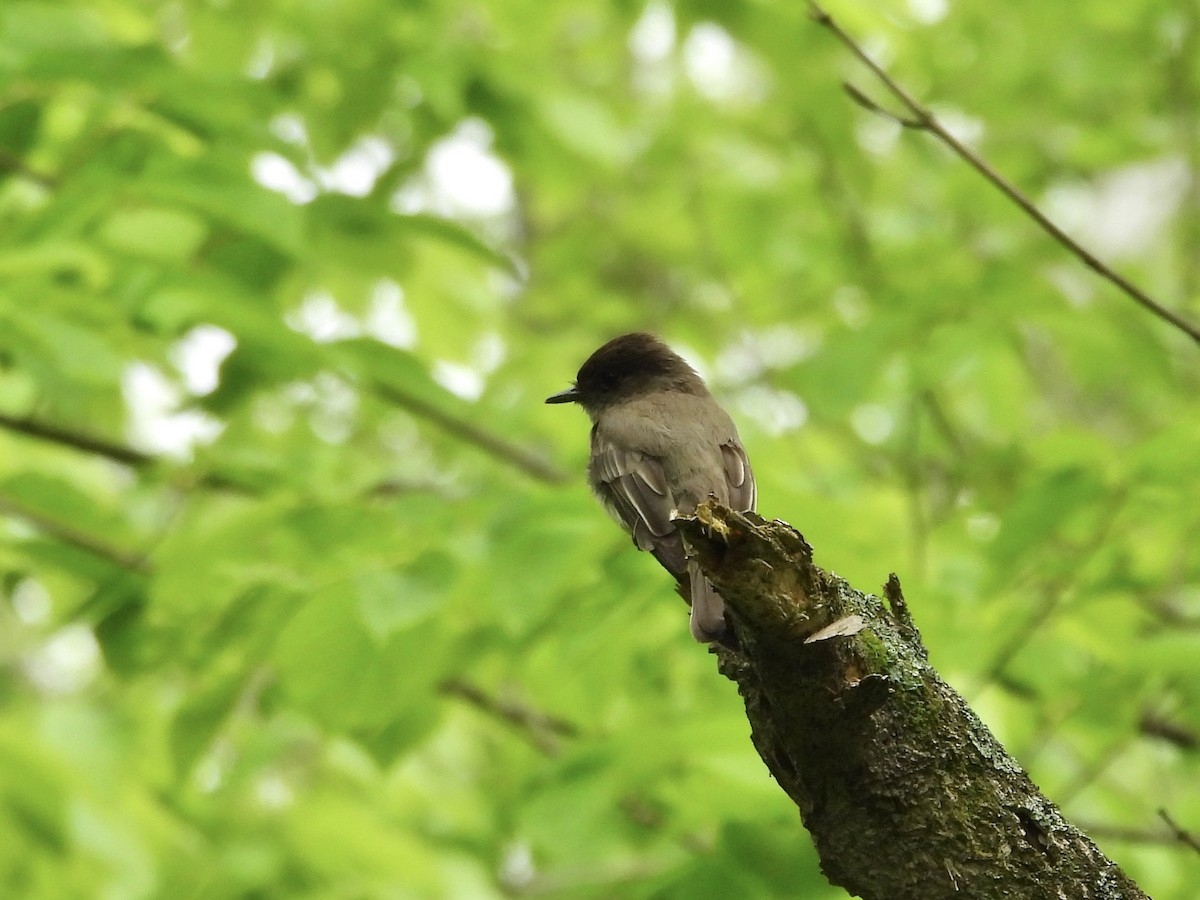 Eastern Phoebe - ML619241277