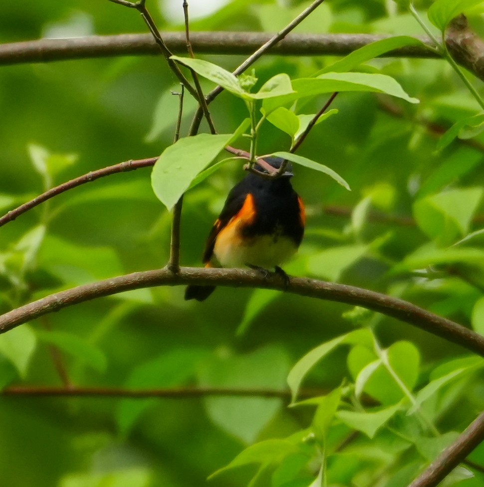 American Redstart - ML619241282