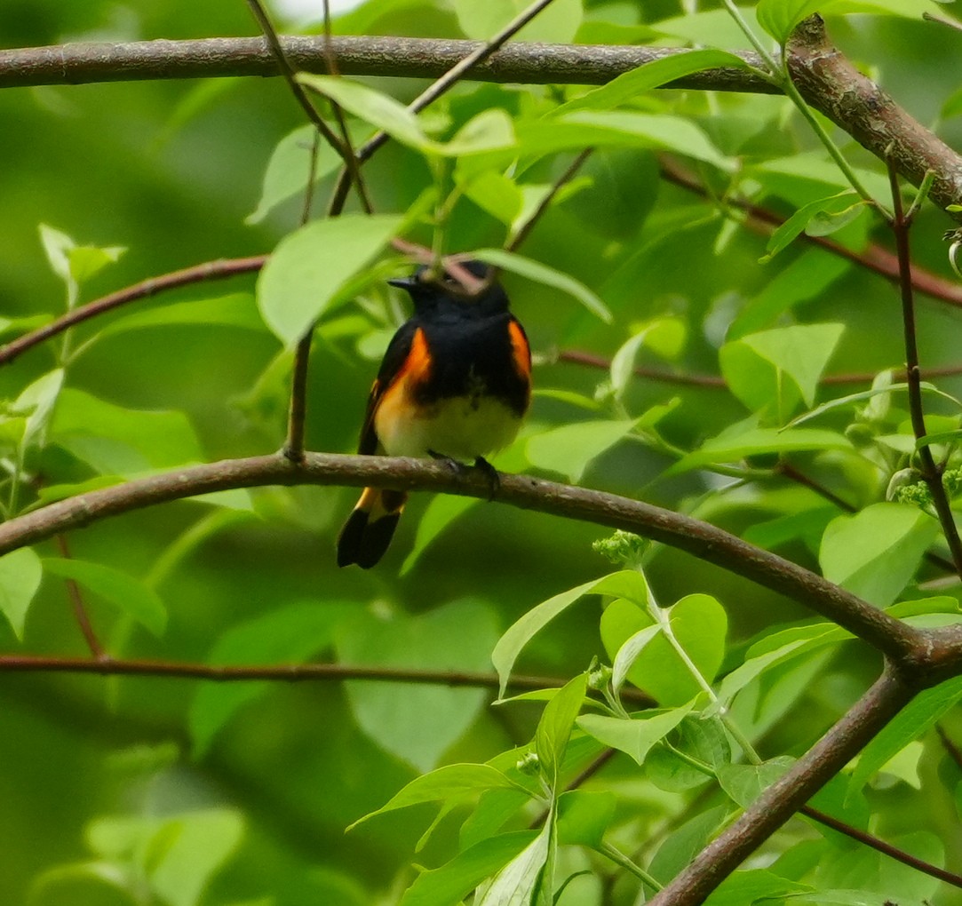 American Redstart - ML619241284