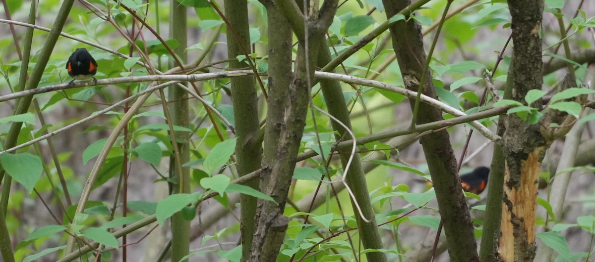 American Redstart - ML619241286