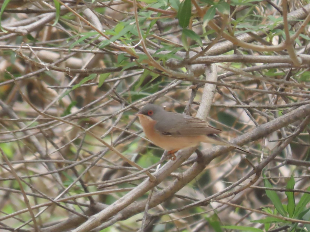 Moltoni's Warbler - Pablo Pascual