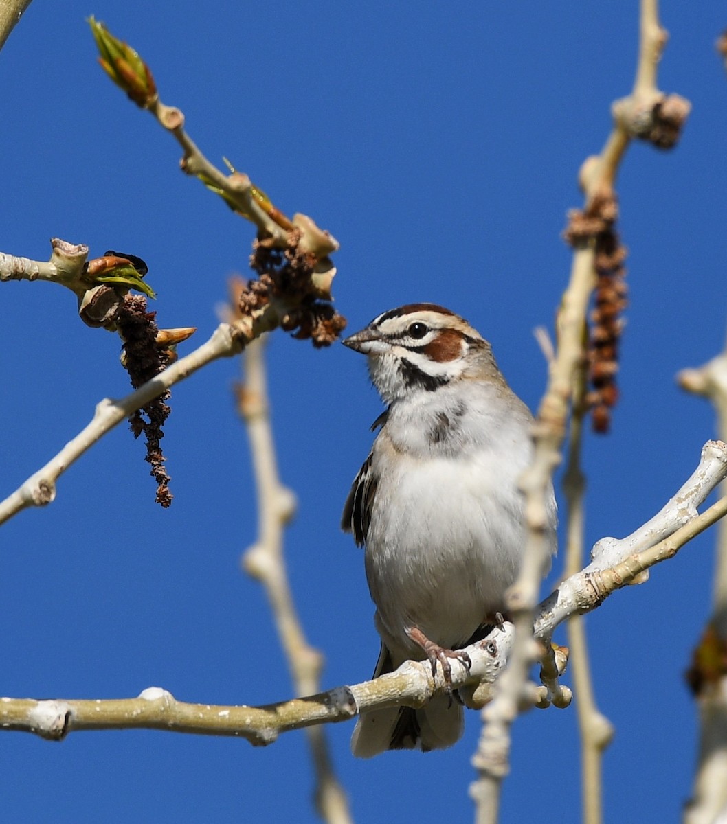 Lark Sparrow - ML619241298