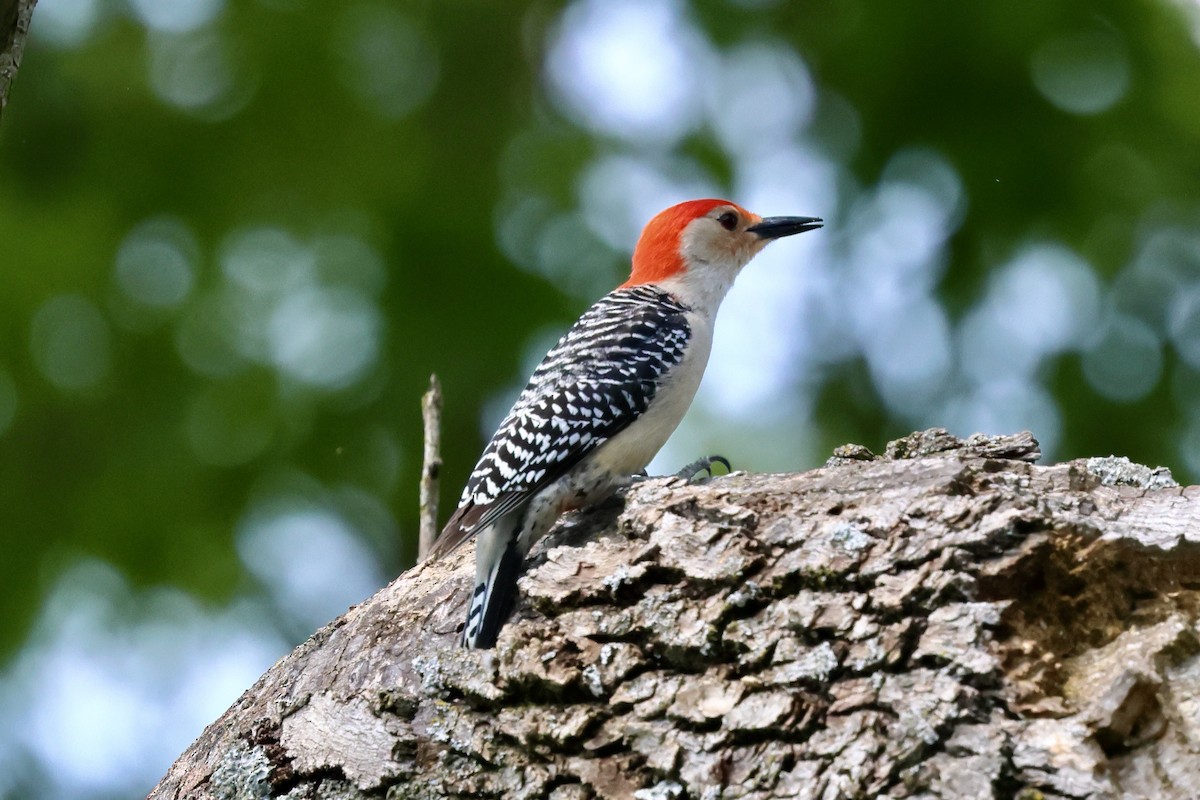 Red-bellied Woodpecker - Keith Pflieger