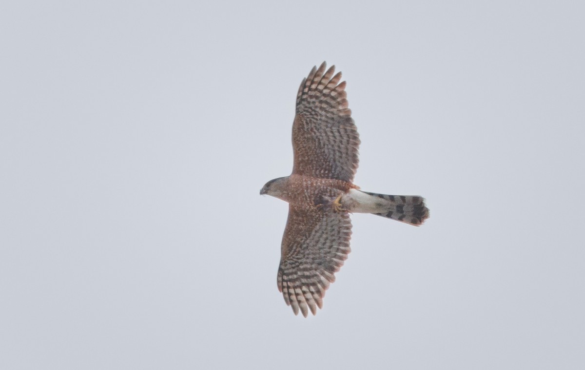 Cooper's Hawk - ML619241325