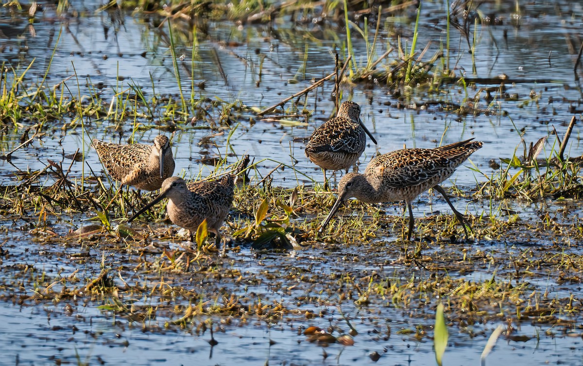 Long-billed Dowitcher - Gordon Hart