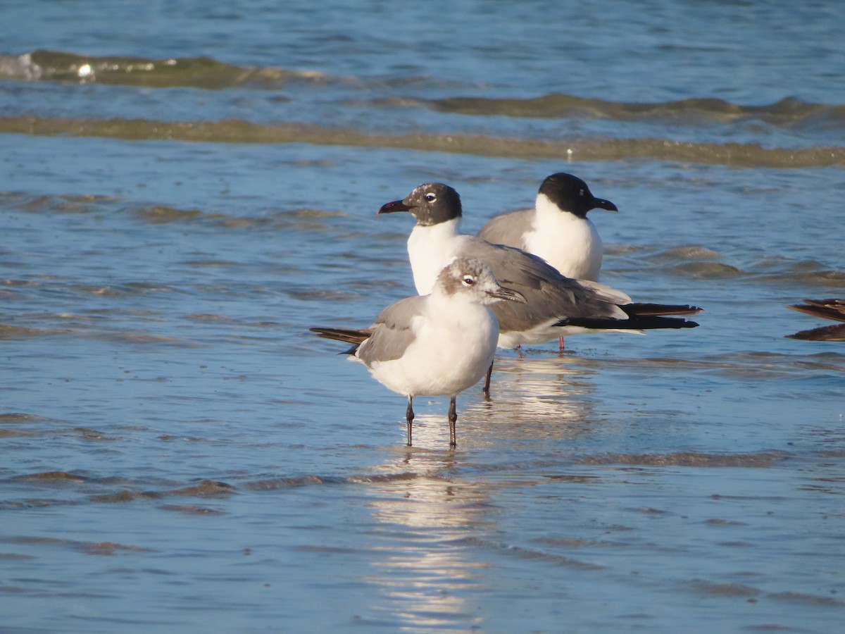 Laughing Gull - Shane Patterson