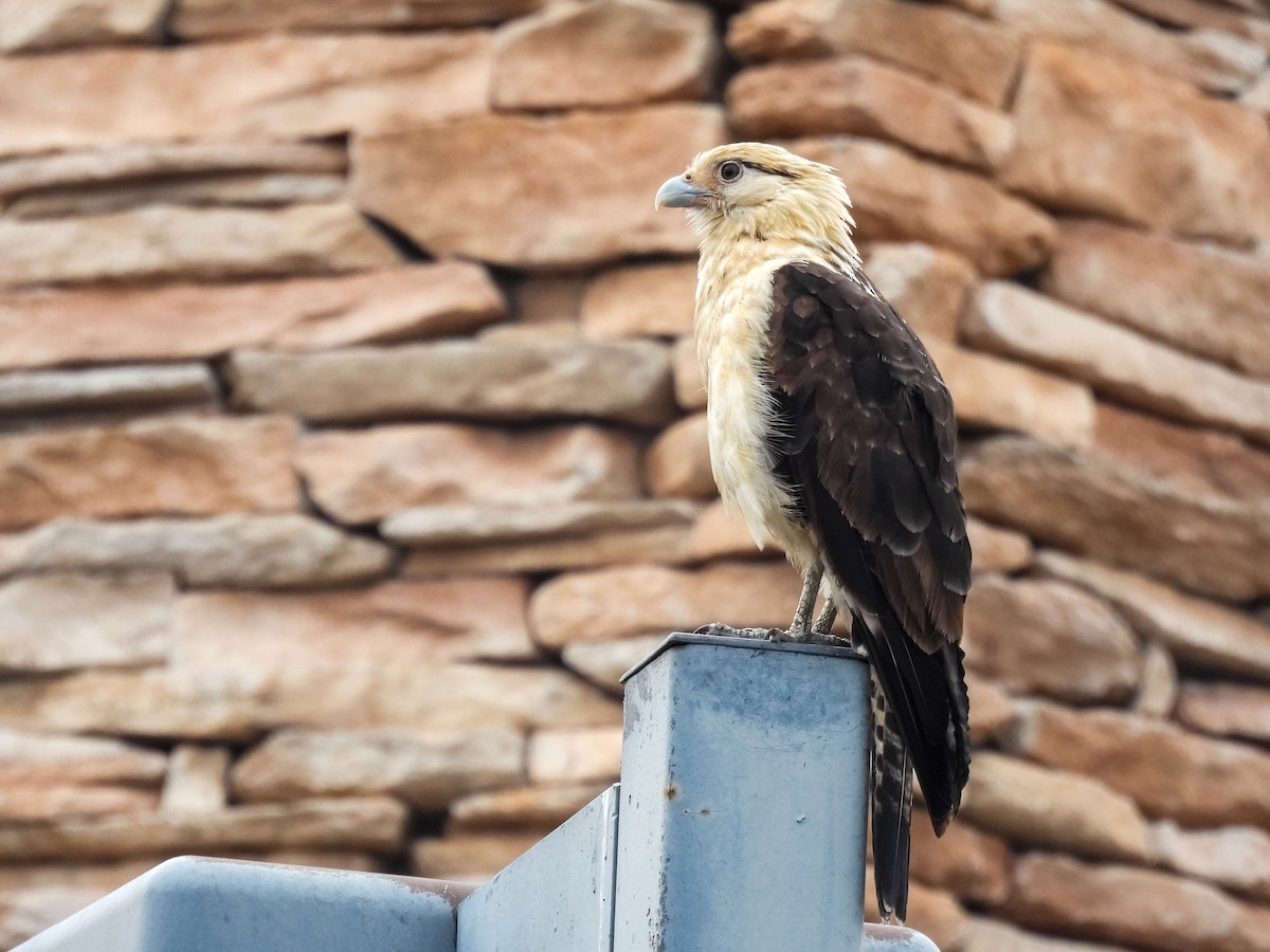 Yellow-headed Caracara - ML619241345