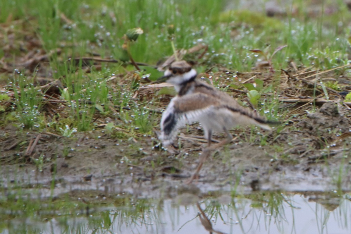 Killdeer - Sandy C