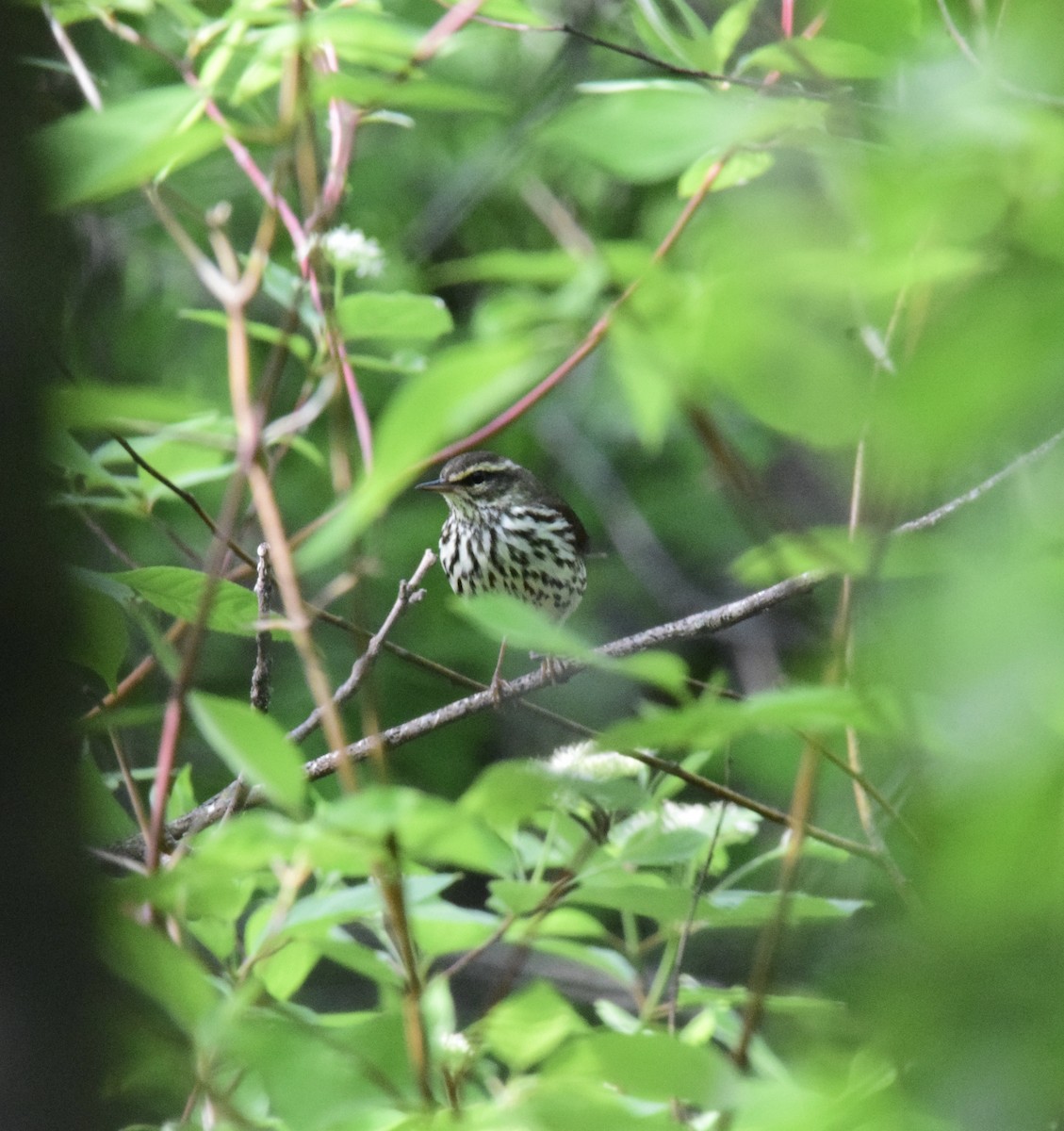 Northern Waterthrush - ML619241359