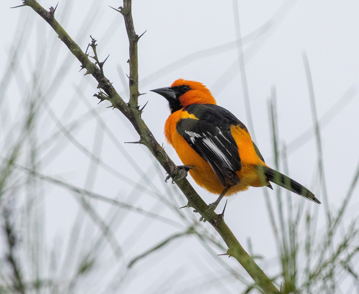 Altamira Oriole - William Price