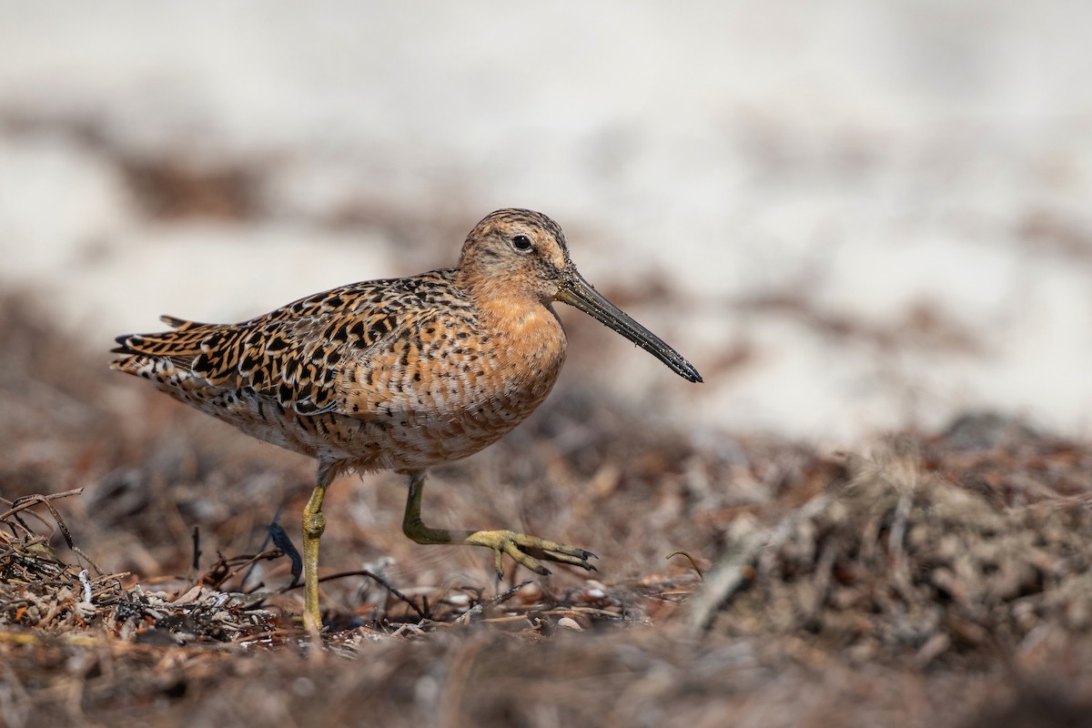 Short-billed Dowitcher - ML619241366