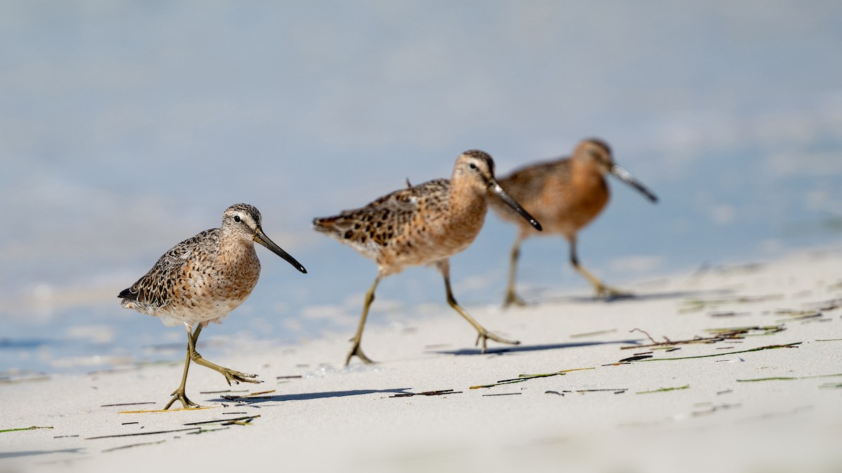 Short-billed Dowitcher - ML619241367