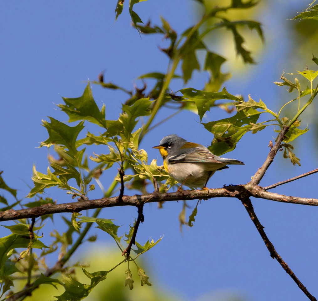 Northern Parula - Cathy Cottrell