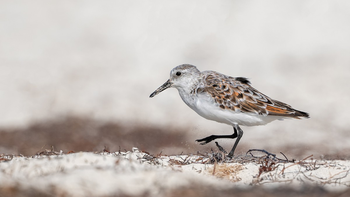 Bécasseau sanderling - ML619241385