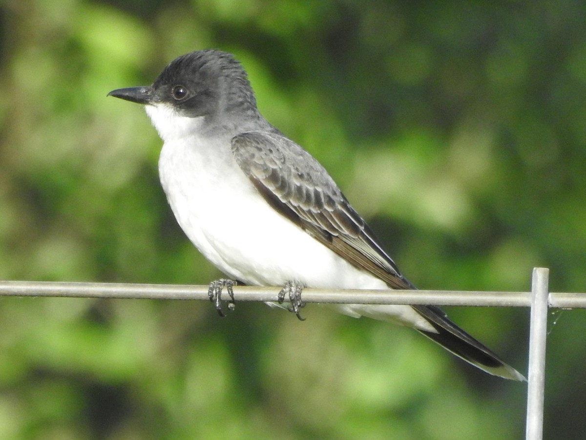 Eastern Kingbird - ML619241389