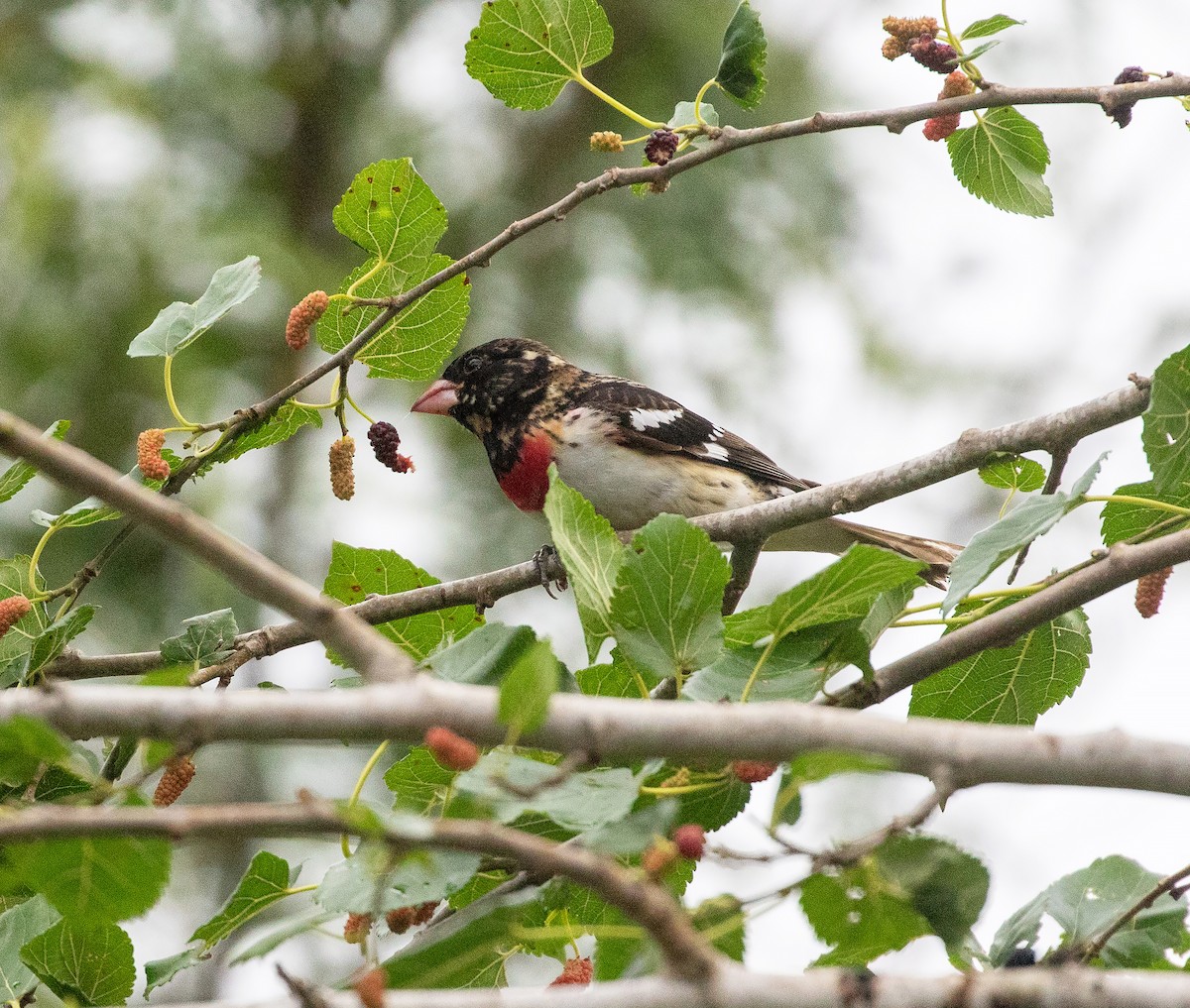 Rose-breasted Grosbeak - William Price