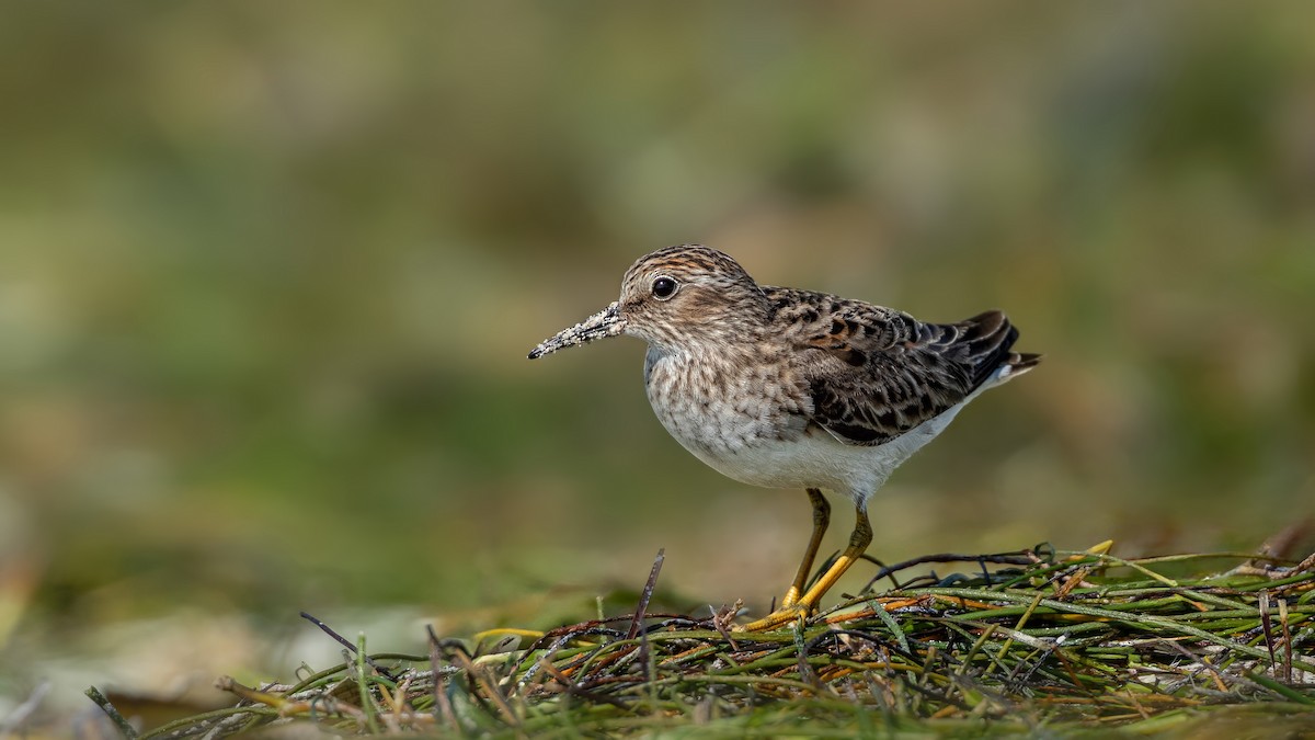 Least Sandpiper - ML619241391