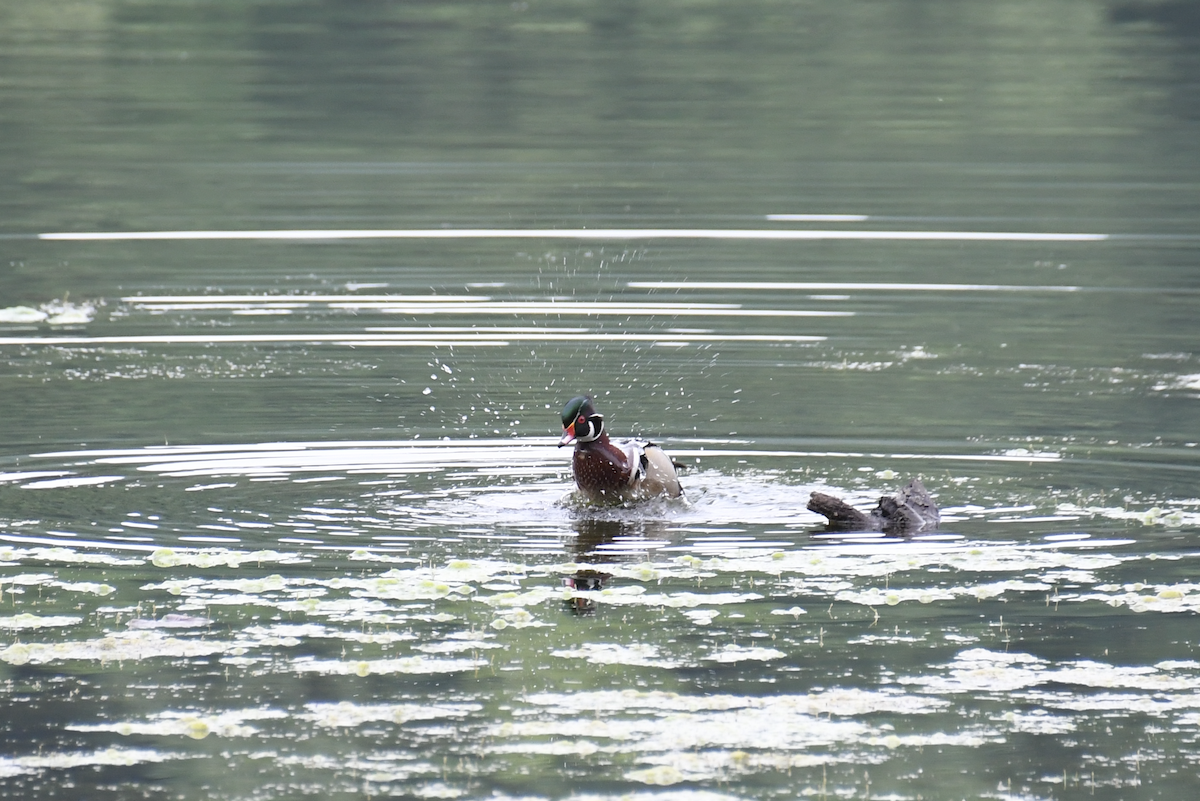 Wood Duck - Brady Wilson