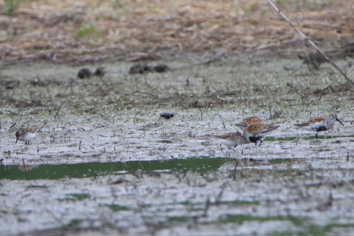 Semipalmated Sandpiper - Sandy C