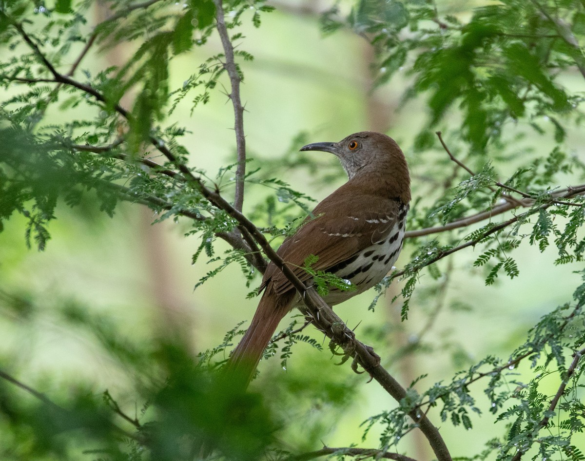 Long-billed Thrasher - William Price