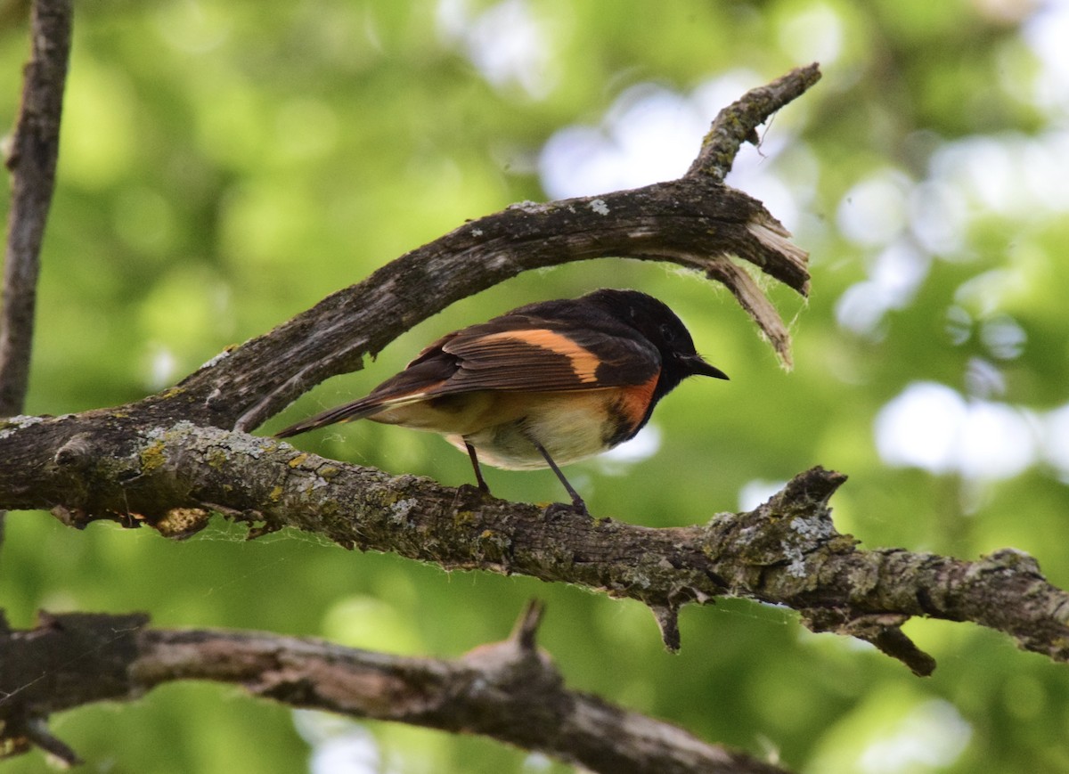 American Redstart - ML619241407