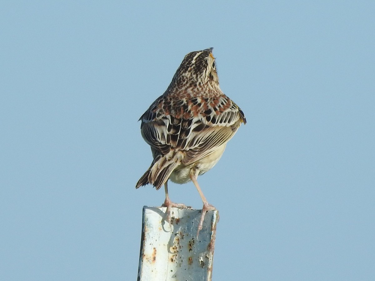 Grasshopper Sparrow - ML619241408