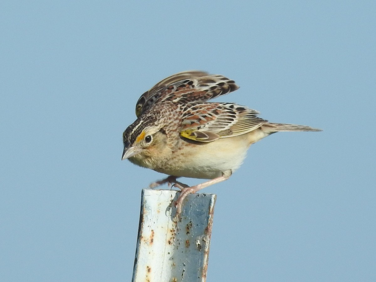 Grasshopper Sparrow - ML619241409