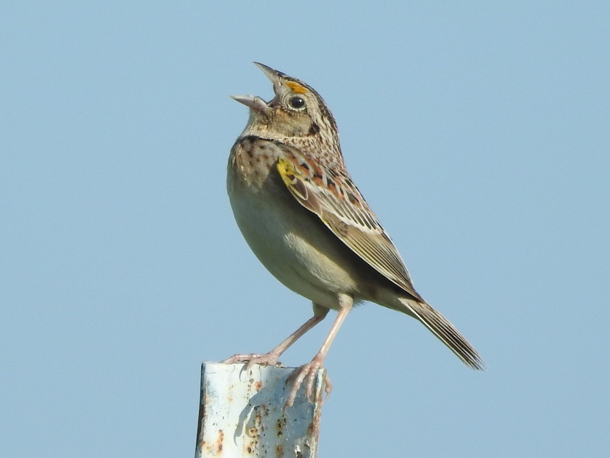 Grasshopper Sparrow - ML619241410