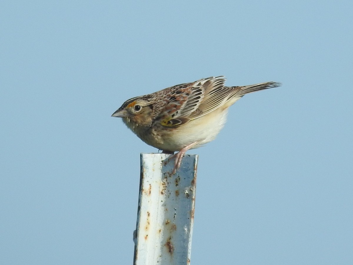 Grasshopper Sparrow - ML619241411