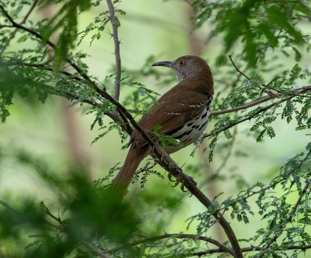 Long-billed Thrasher - William Price