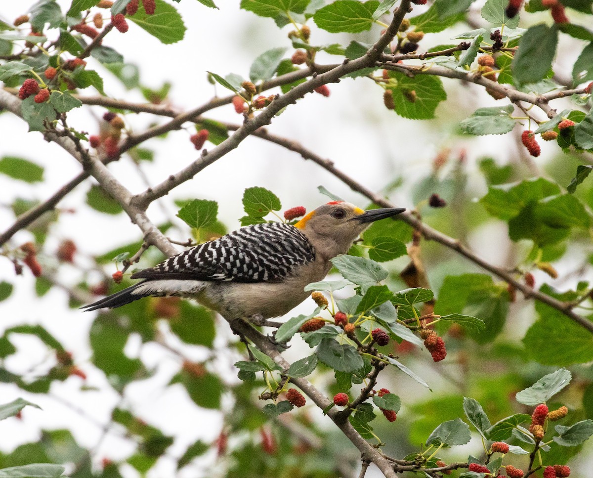 Golden-fronted Woodpecker - William Price