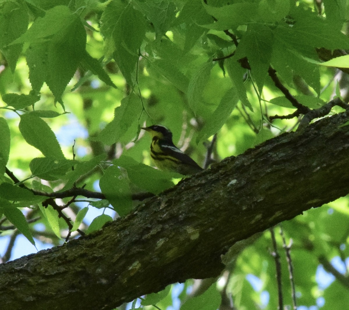 Magnolia Warbler - Garrett  Wee