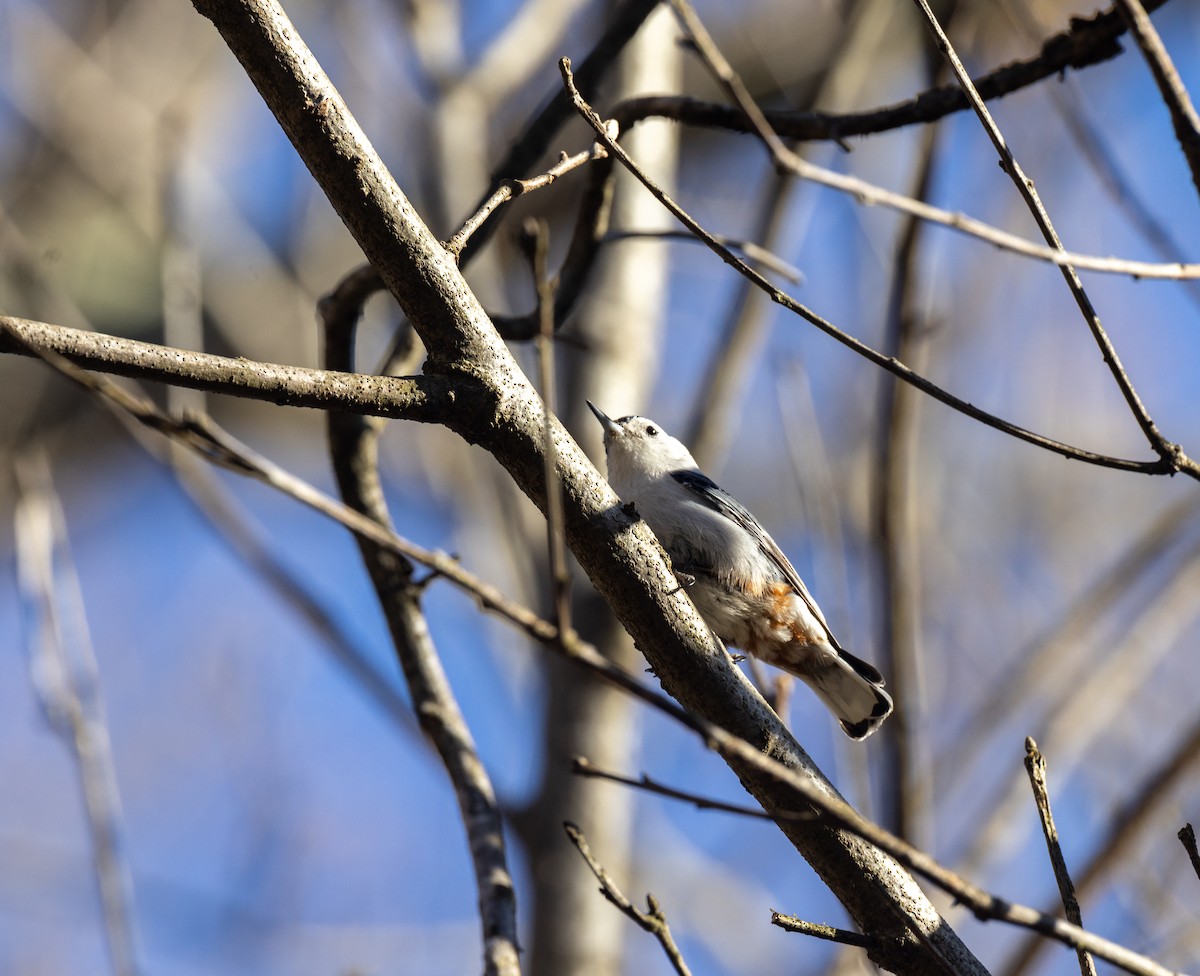 White-breasted Nuthatch - Matthew Sabourin