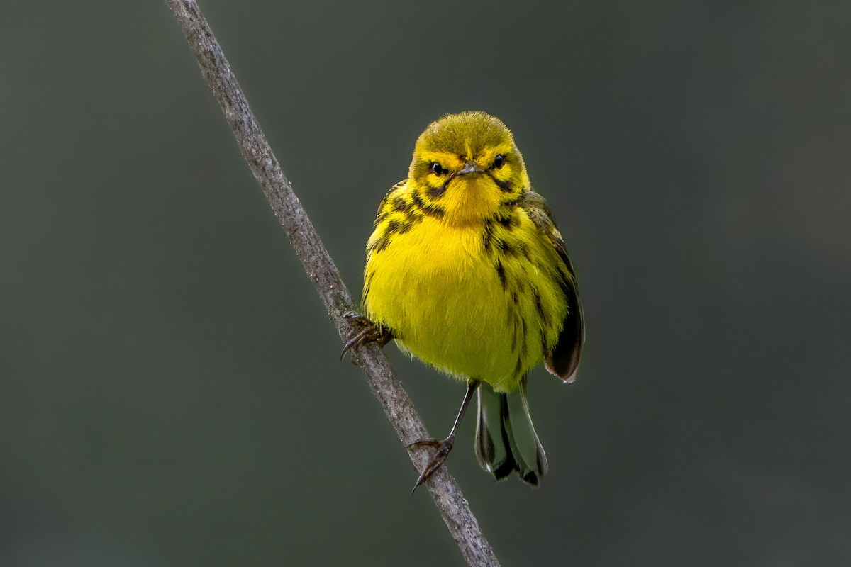 Prairie Warbler - Ashley Pichon