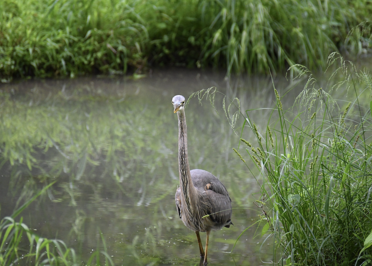 Great Blue Heron - Brady Wilson