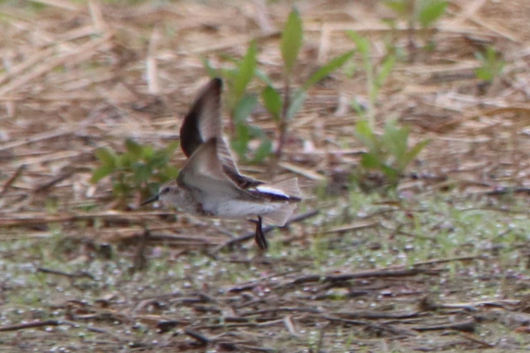 Semipalmated Sandpiper - Sandy C