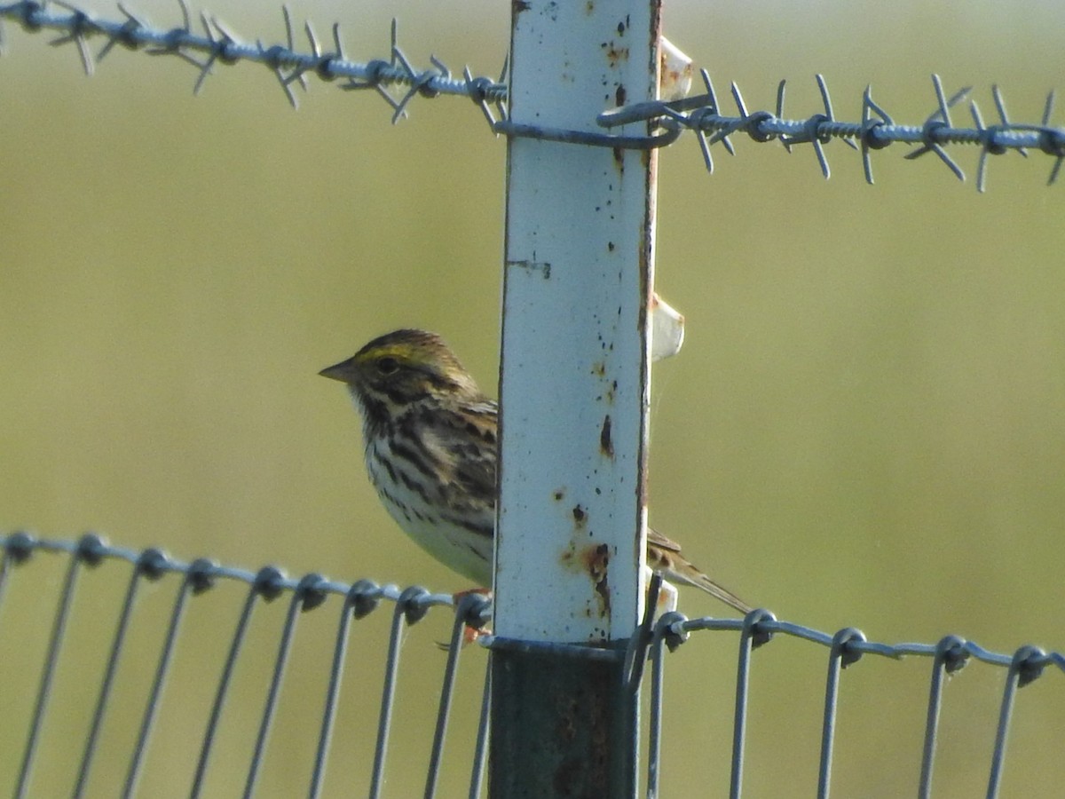 Savannah Sparrow - ML619241438