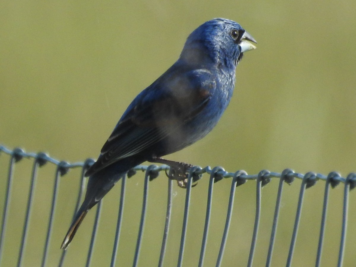 Blue Grosbeak - ML619241441