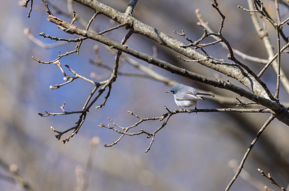 Blue-gray Gnatcatcher (caerulea) - Matthew Sabourin