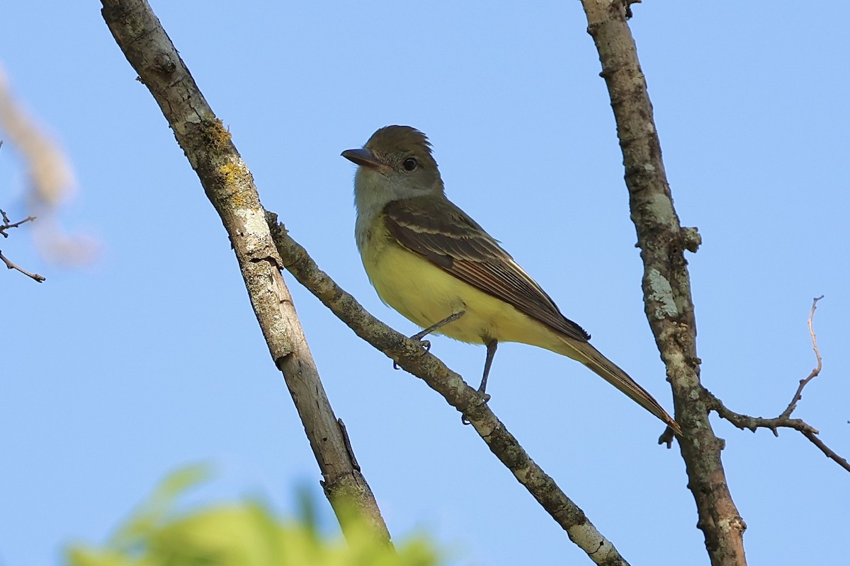 Great Crested Flycatcher - Jeff Osborne