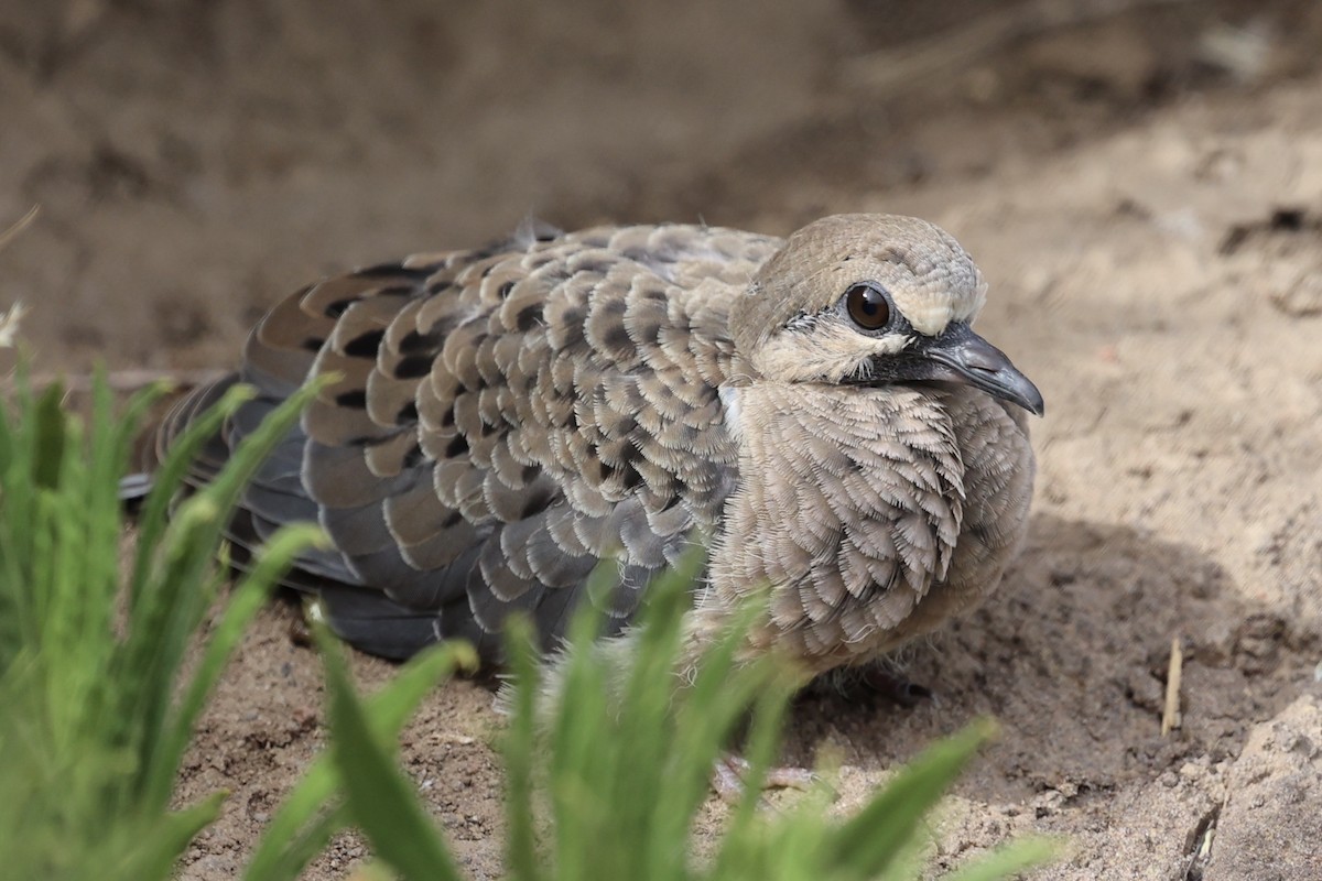 Mourning Dove - ML619241453