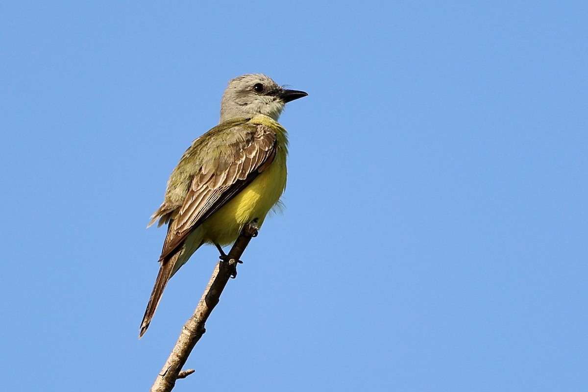 Couch's Kingbird - Jeff Osborne